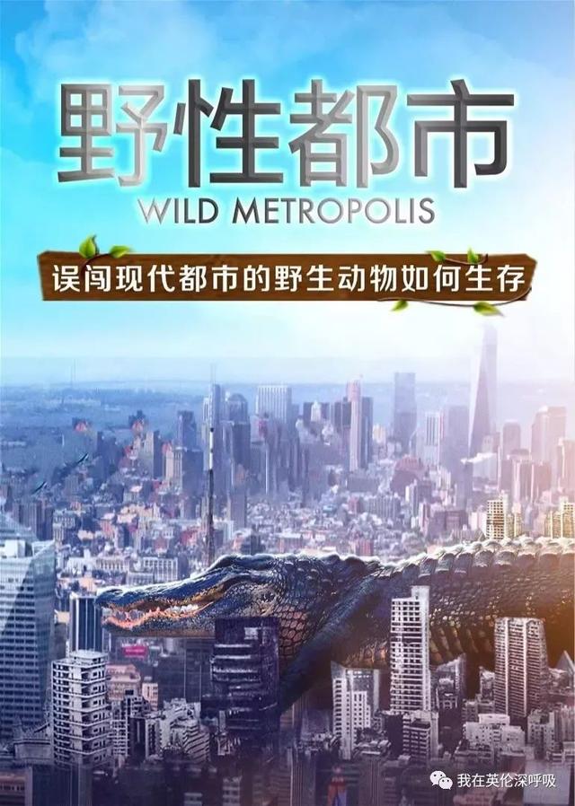 【黄时文艺】BBC又出五星神作，被它的「野性」吓到了！