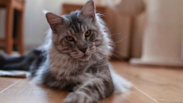 猫界之最你知道多少？小编为你介绍