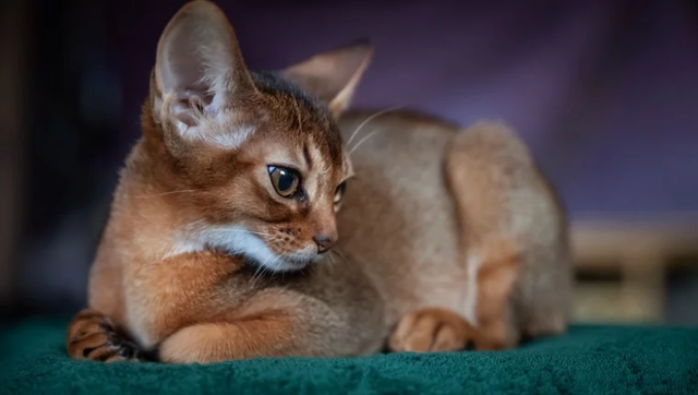 世界十大最聪明的猫品种，你们家主子在里面么？
