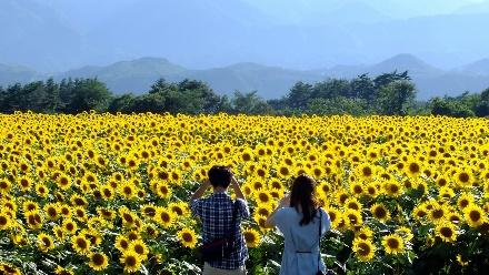 当大家都去了日本赏花，我却在这里见到了人生最美的花海