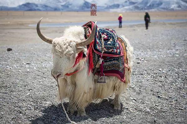 5月旅行地推荐！国内外最适合出行的20个旅行地盘点！