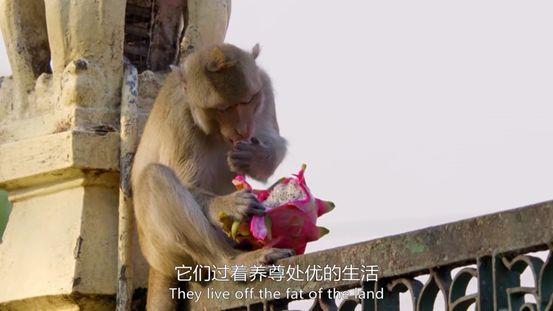 这部高分神剧太清奇，企鹅坐地铁吃午餐，黑熊开冰箱偷食物