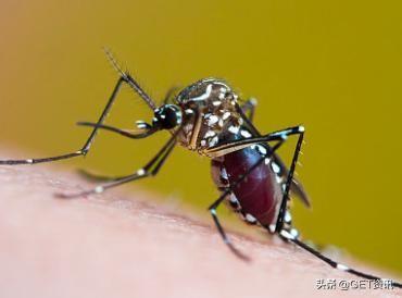 新加坡登革热病情加剧，又一71岁妇女死于此病！