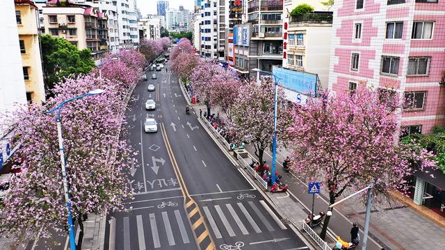 柳江清，紫荆美，夜景惹人醉，航拍柳州看宜居花城的画卷之美！