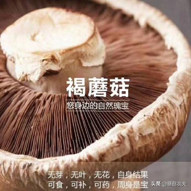 高端食用菌牛排菇异军突起 营销创新引领市场