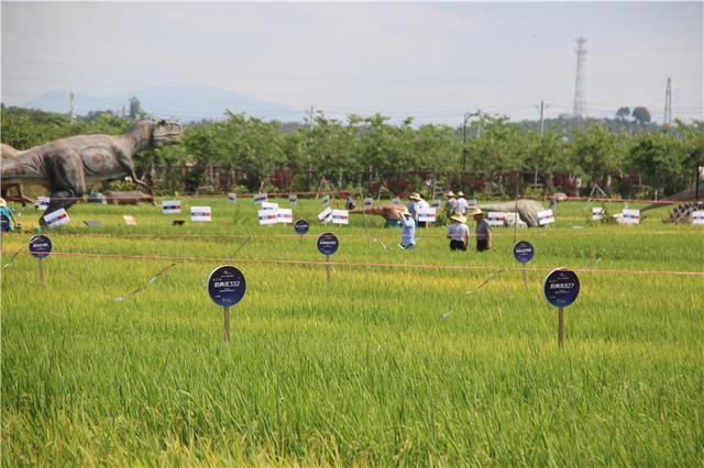 世界级水稻专家将齐聚三亚水稻国家公园“看稻”