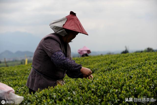 读茶如书！真正爱茶人须知道有关茶的重要思考：中国茶的百年之战