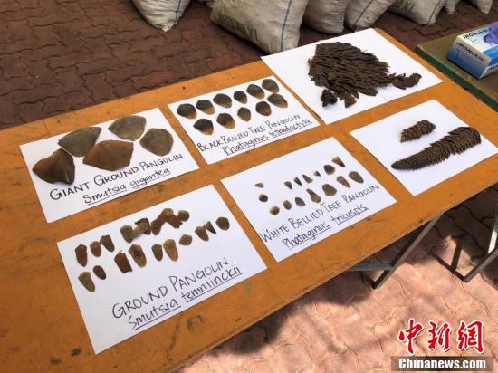 新加坡破获全球最大宗穿山甲走私案 查获12.9吨鳞片