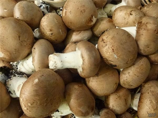 研究称：吃蘑菇可降低患认知障碍风险