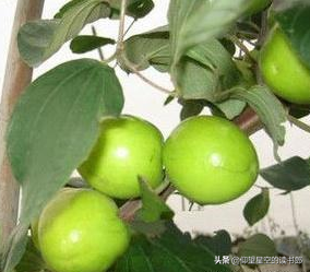 台湾旅游攻略：台湾旅游必吃的“水果四大天王”和“水果F4”