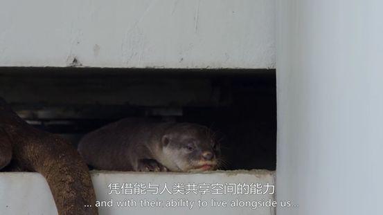 这部高分神剧太清奇，企鹅坐地铁吃午餐，黑熊开冰箱偷食物