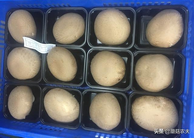 高端食用菌牛排菇异军突起 营销创新引领市场