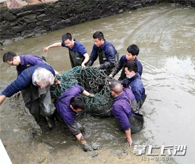 从长沙“远嫁”苏州11年 中国唯一雌性斑鳖人工授精后去世