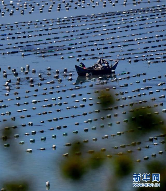 福建连江：小鲍鱼 大产业