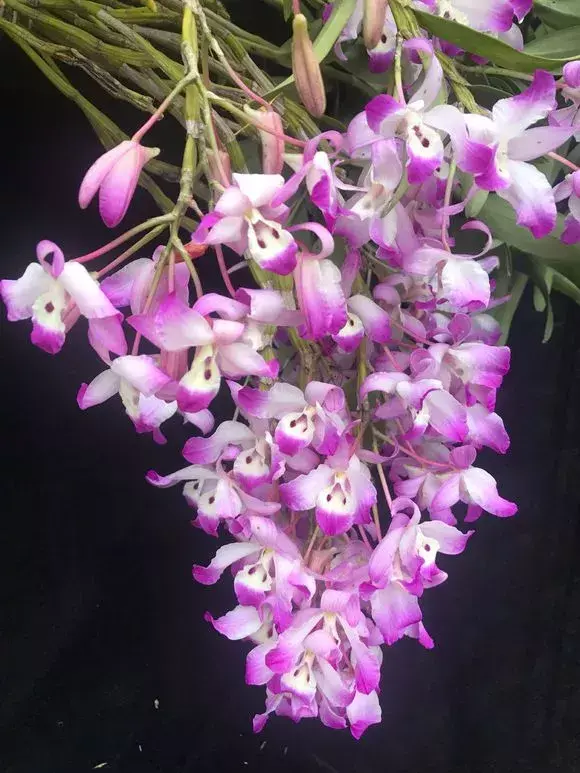 6种兰花爱开花，一开变成“花瀑布”，四邻抢着来参观！