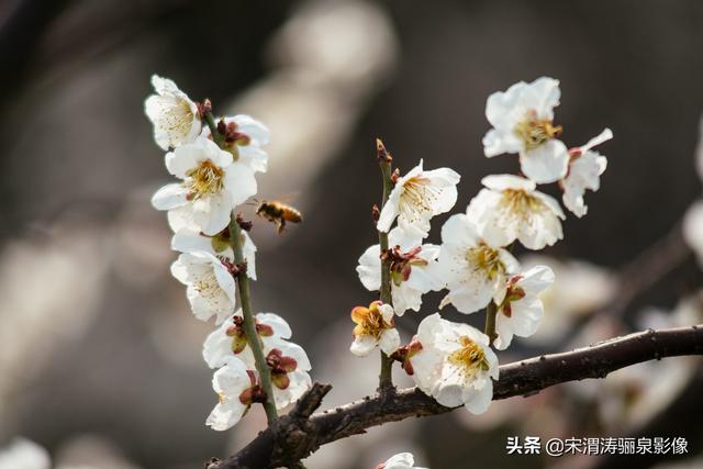 沿着风景道路、沟渠等自然和人工廊道建设，可供游人和骑车者徜徉