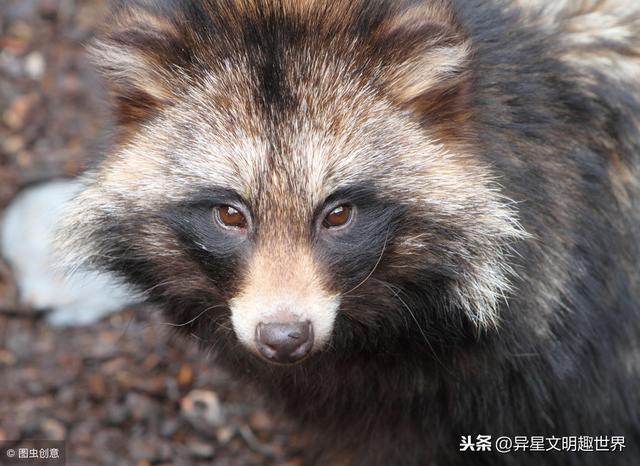 亚洲各国国兽是哪些？最多一国五兽，最能萌呆众人的竟是眼镜猴！