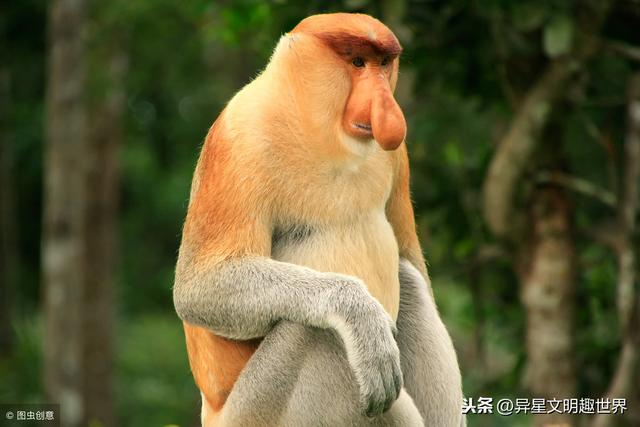 亚洲各国国兽是哪些？最多一国五兽，最能萌呆众人的竟是眼镜猴！