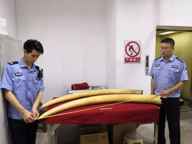 海关总署发布打击象牙等濒危物种及其制品走私十大典型案例