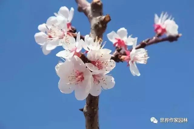 归去来诗歌力作推送：《有幸说杏》（外一首）