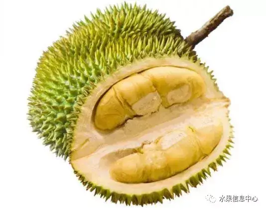泰国榴莲和马来西亚榴莲究竟有何区别？