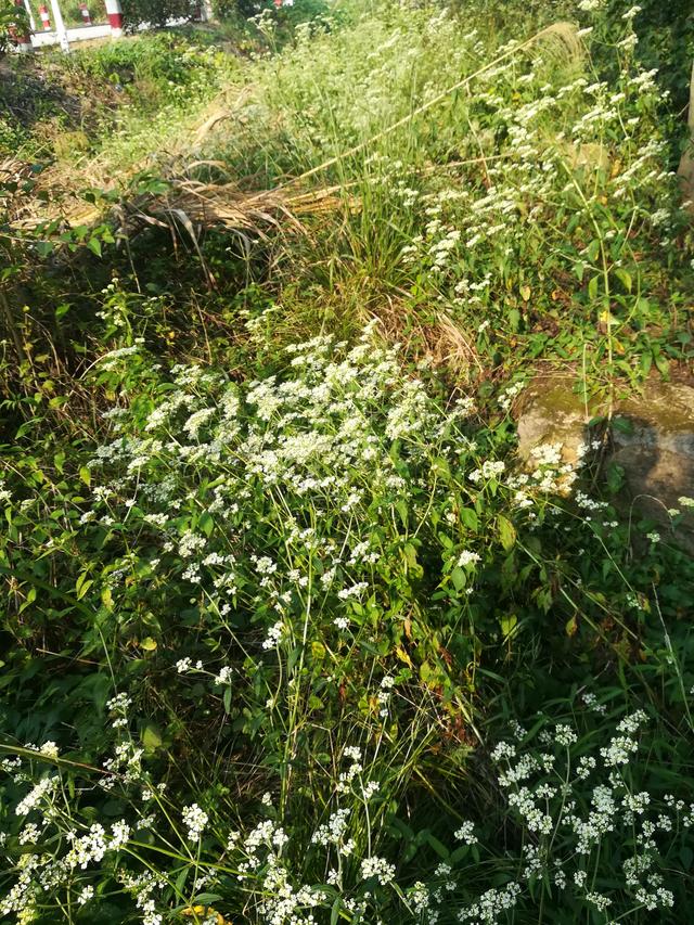大别山里的“天香茶王”(连载之十四：让全世界人民受益)