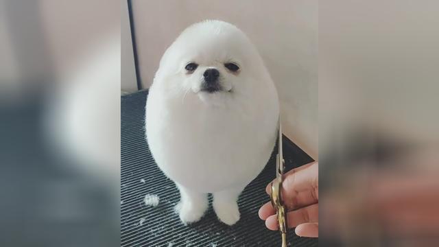 可爱的博美犬被修剪得像只鸡蛋，在网上引起轰动