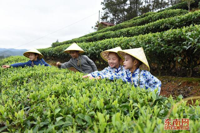 武平绿茶：茶旅融合带动品牌升级