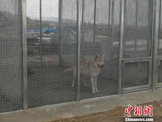 《千古马颂》总导演穆青：讲述人马故事 敬畏草原文化