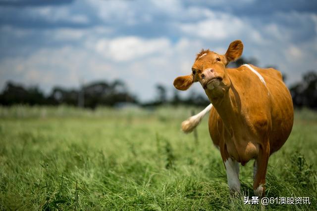 澳大利亚乳制品行业简况 -- 乳制品系列之一