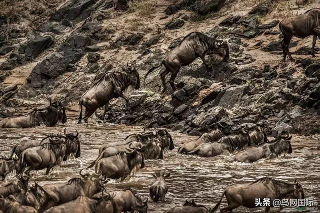 国际自然摄影师 | 老枪：用镜头记录美景, 用脚步丈量人生