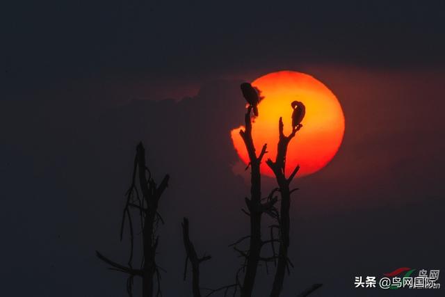 国际自然摄影师 | 老枪：用镜头记录美景, 用脚步丈量人生