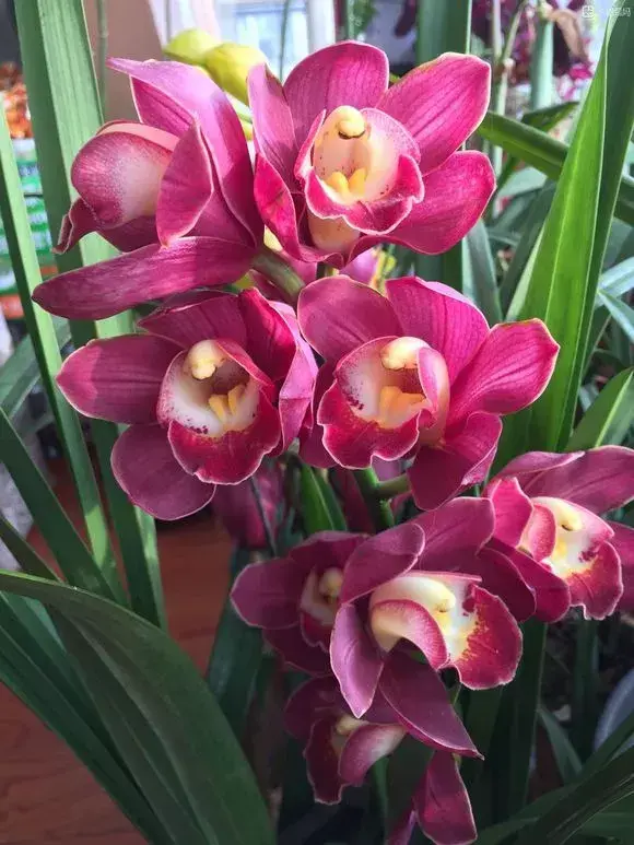 6种兰花爱开花，一开就变成“花瀑布”，太美了！
