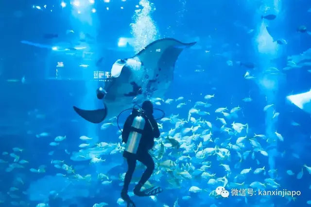 新加坡圣淘沙名胜世界海底传来“灵异”怪声......