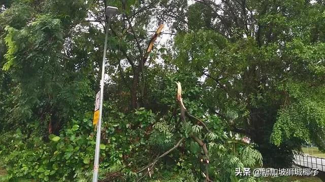 新加坡狂风暴雨来了，全岛多处大树都被连根拔起!