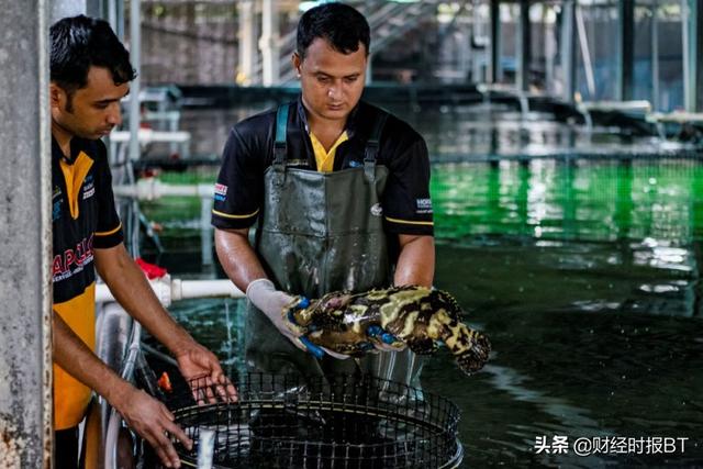 加拿大投资管理公司IMCO在新加坡设地区总部 加速对亚洲投资扩张