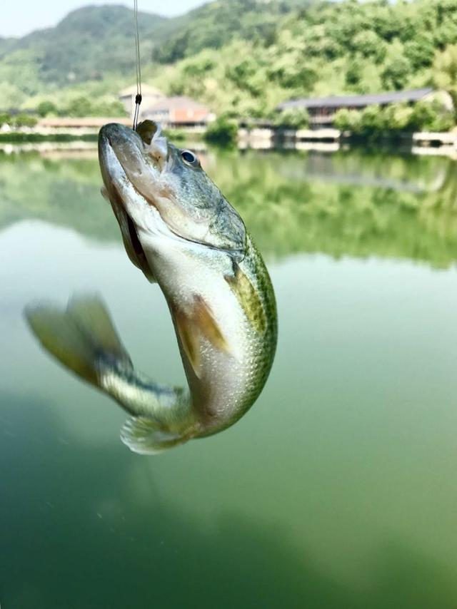 一场以鱼为主的手机摄影比赛，你投稿了吗？