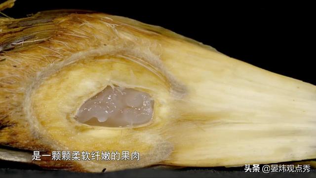 吃过600种水果，他是水果猎人