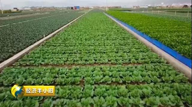 从菜农到年收入8亿元！蔬菜“国际港”竟出自云南这个小县城