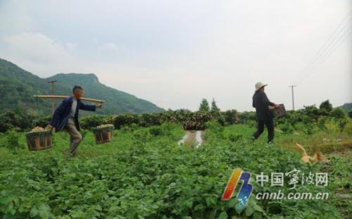 胡陈土豆卖出国！那一口软糯沙绵 是宁波人心中家乡味道