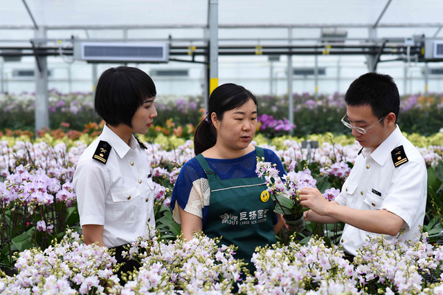 “母亲节”将至，鲜花出口通关迎来“小高潮”