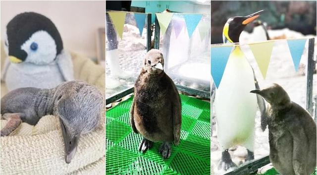 新加坡裕廊飞禽公园添三企鹅宝宝