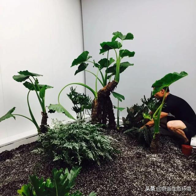 垂直绿化植物墙在森林城市绿地中的应用带来的经验与启示