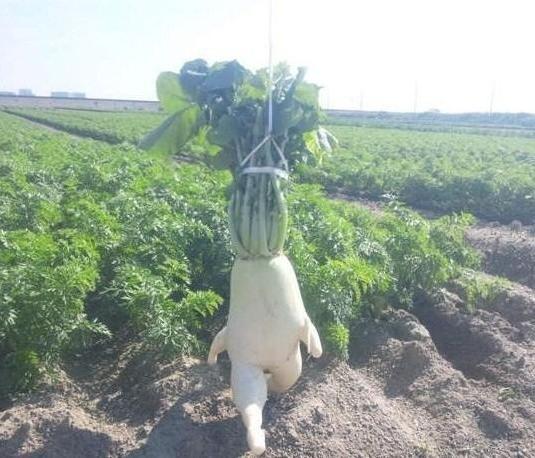 不能我一个人辣眼睛——盘点那些猎奇美食