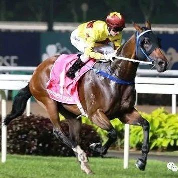 总奖金超700万元！中国赛驹将征战新加坡最高奖金赛事