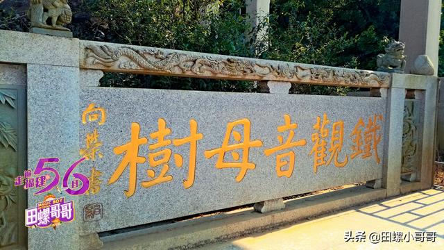 福建这种名茶，闻名海内外，可母树却备受冷落，根本没几个人知道