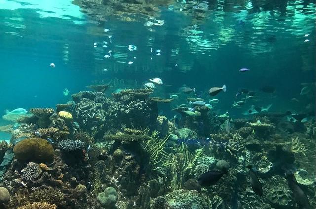 全球15大水族馆一览