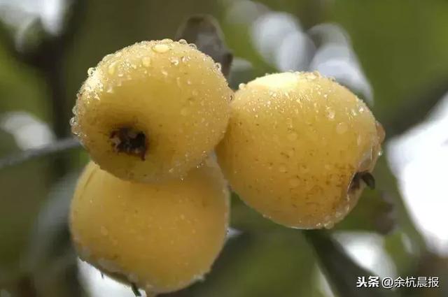 2019塘栖枇杷节16号开幕，好吃、好玩攻略送上！今年的枇杷…