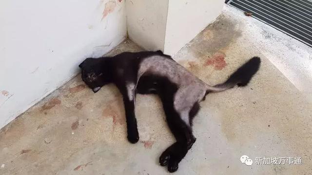 新加坡全岛追凶！一只黑猫竟被如此残忍地虐死