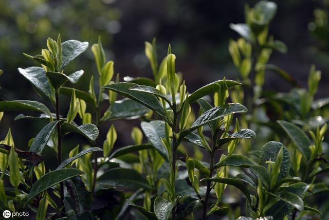 深入了解白茶的几个硬知识，荒野白茶到底有多少？